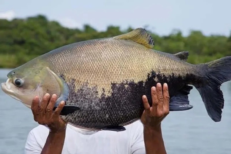 Pesca do tambaqui nos rios amazonenses é suspensa até março de 2025