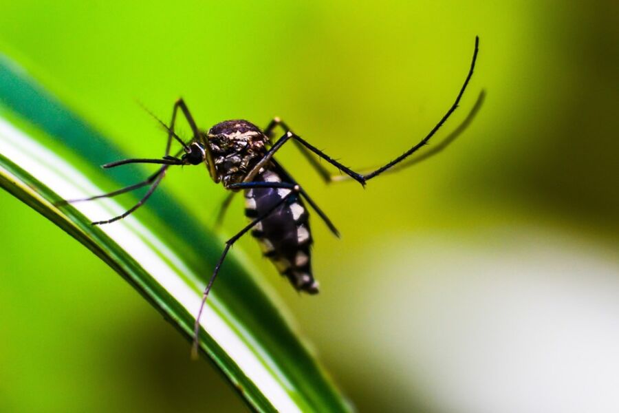 mosquito-g509250ef9_1920