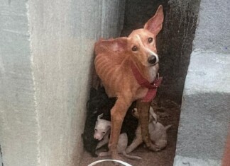 PC-AM intensifica combate aos maus-tratos a animais e encaminha mais de 120 inquéritos à Justiça em 2024