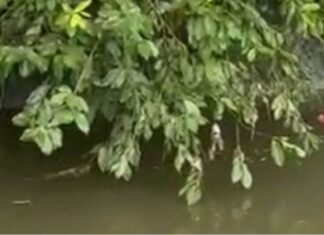 Cadáver é encontrado boiando em igarapé na Zona Centro-Sul de Manaus