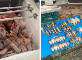 Polícia Civil prende dona de frigorífico por maus-tratos a animais e venda de pescado em período de defeso