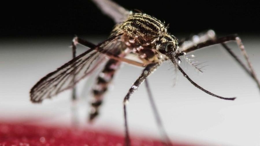 mosquito-aedes-aegypti-transmite-dengue-1580830631639_v2_900x506
