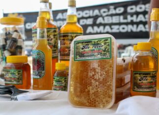 Governo do Amazonas sanciona lei que fortalece a bioeconomia e impulsiona o desenvolvimento sustentável