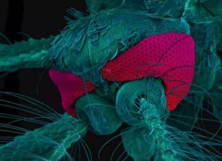 Laboratório da UEA ganha prêmio de melhor imagem microscópica em concurso internacional