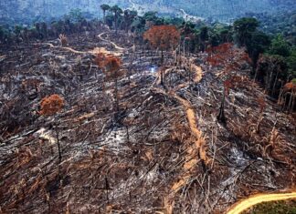 Amazônia registra recorde de degradação em 2025, com alta de 482%