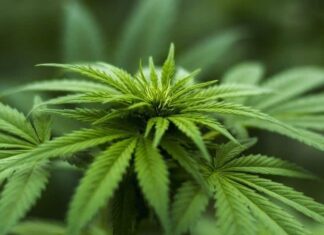 Gilmar Mendes rejeita recursos contra decisão que descriminaliza porte de até 40g de maconha