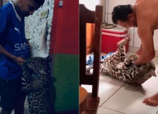 Família que criou onça-pintada por 8 meses exibe rotina do animal na web