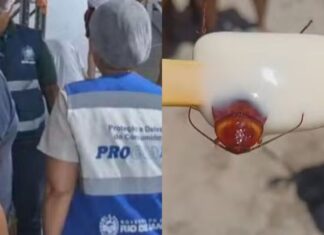 Fábrica de sorvetes é fechada após consumidora encontrar barata em picolé