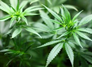 Anvisa abre consulta pública para atualizar regulamentação da cannabis