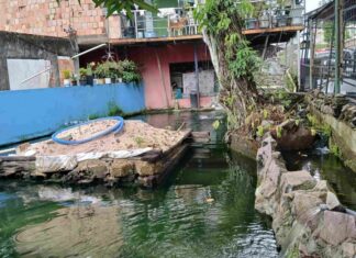 Ipaam multa em R$ 140 mil homem por criar tartarugas, pirarucus e tambaquis ilegalmente em casa no Parque Dez