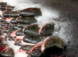 Peixe no Prato Solidário: Governador Wilson Lima entrega mais de 300 toneladas de pescado para instituições