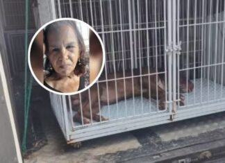 Idosa de 75 anos morre após ataque violento de pitbull