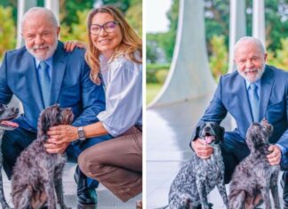 Governo cria “RG Animal” para cães e gatos, e brasileiros temem futura taxação