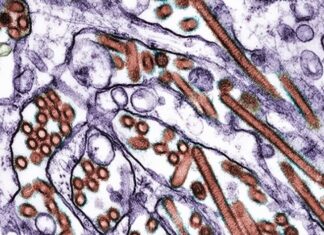 Criança morre no México após infecção por H5N1, diz governo