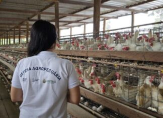 Influenza Aviária: Adaf emite orientações aos Responsáveis Técnicos de granjas do Amazonas