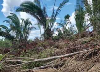 Ipaam embarga mais de 6 mil hectares por desmatamento ilegal com monitoramento remoto em abril