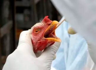 Brasil investiga 13 novos casos suspeitos de gripe aviária