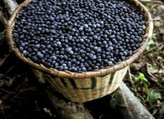 Com incentivos do Idam, produção de açaí cresce 150% no Amazonas