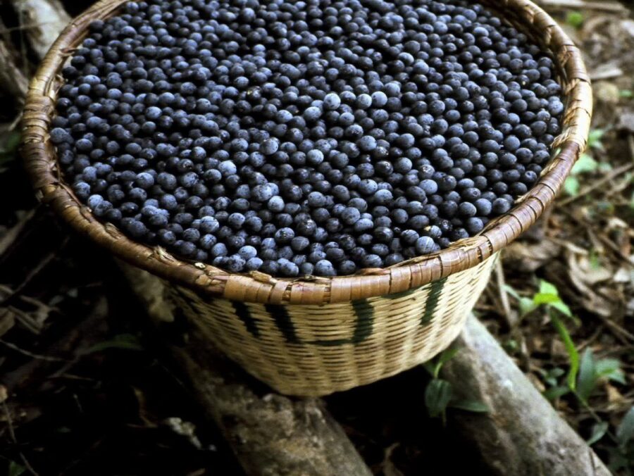 Idam-producao-de-acai-Foto-Divulgacao-Idam