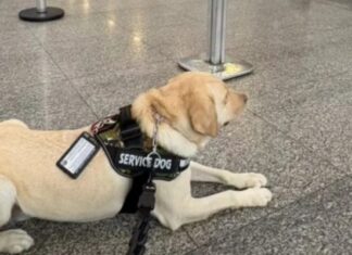 Polícia Federal cancela voo com quase 300 passageiros após cão ser impedido de embarcar