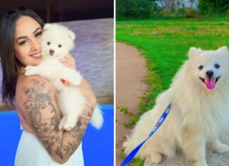 Homem mata cachorro da ex a facadas após término do relacionamento
