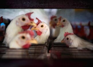 Brasil registra primeira morte de quase 17 mil aves por gripe aviária em granja comercial no RS