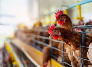 Brasil recupera status de país livre da gripe aviária após cumprir protocolo internacional