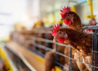 Ministério da Agricultura confirma novo foco de gripe aviária no Mato Grosso