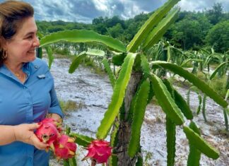 Em encontro com produtores de pitaya, Professora Maria do Carmo defende agronegócio sustentável no Amazonas