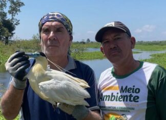 Ação ambiental: Prefeitura realiza soltura de animais silvestres em parceria com biólogo voluntário em Itacoatiara
