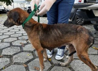 Homem é preso por maus-tratos a cadela doente no Dom Pedro em Manaus