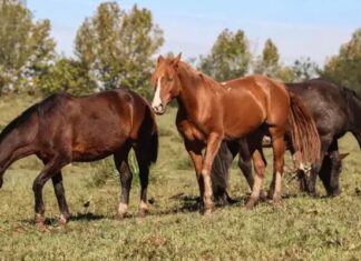 Contaminação inédita em ração causa a morte de ao menos 245 cavalo