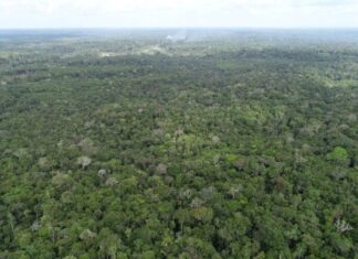 Ipaam registra queda de 52,46% no desmatamento e 64,72% nos focos de calor no mês de junho
