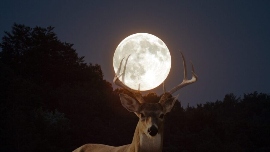 lua-do-veado-1-1300x731