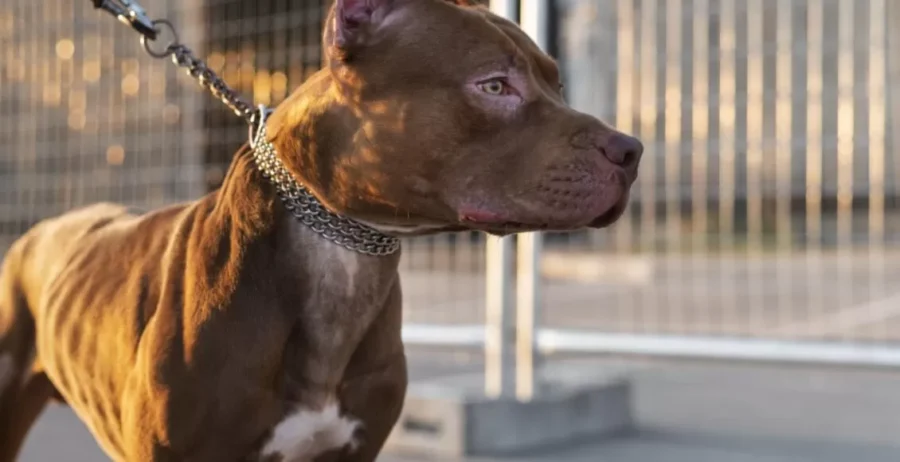 retrato-de-adoravel-cachorro-pitbull-1130x580