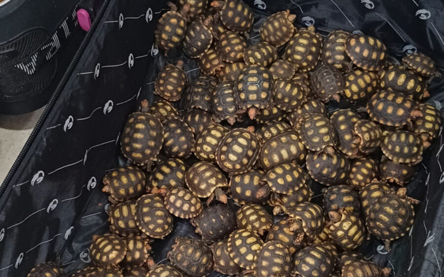 JABUTI
