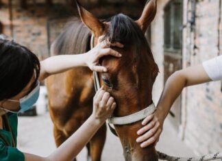 Encefalite equina venezuelana: Fiocruz confirma três casos em humanos no Amazonas