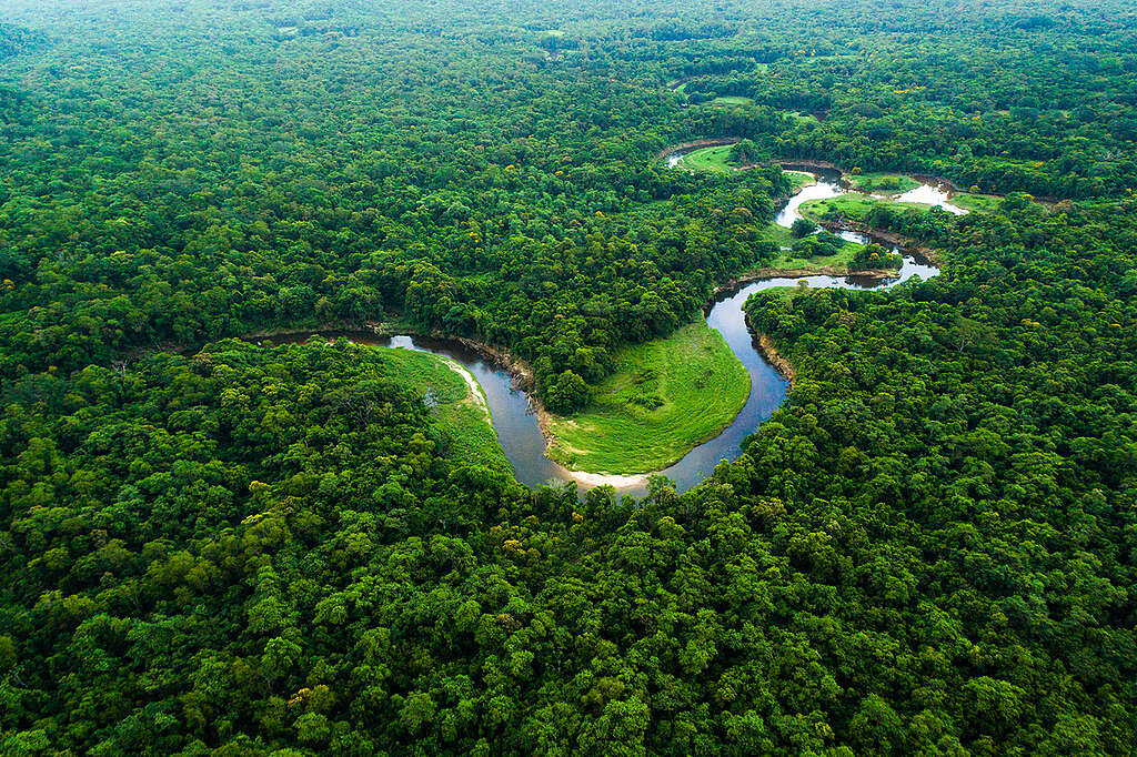 5b07ea98-floresta-amazonica-1024x682
