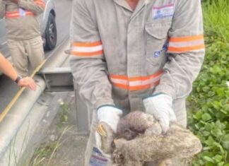 Bicho-preguiça causa interrupção de energia em quatro zonas de Manaus