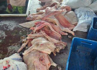 Fiscalização integrada apreende 4,5 toneladas de pescado ilegal na RDS Piagaçu-Purus
