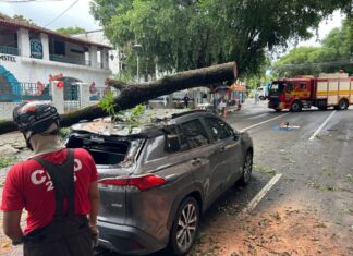 Corpo de Bombeiros desobstrui avenida Ferreira Pena, no Centro, interditada após tronco cair em cima de veículo