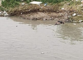 Corpo é encontrado boiando em igarapé na Zona Leste de Manaus