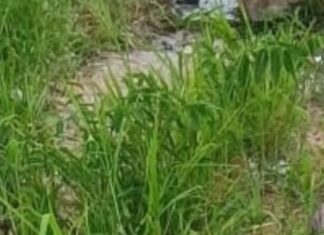 Corpo é encontrado no Puraquequara na Zona Leste de Manaus