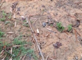 Jovem é encontrado morto em área isolada no Tarumã na Zona Oeste de Manaus