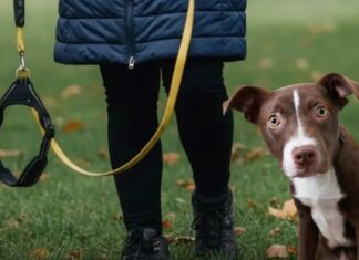 Após febre dos Bebês Reborn, passear com cães imaginários surge como uma nova tendência