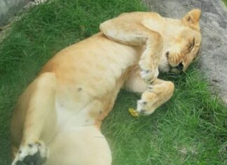 Leoa que matou homem está bem após “estresse”, diz veterinário