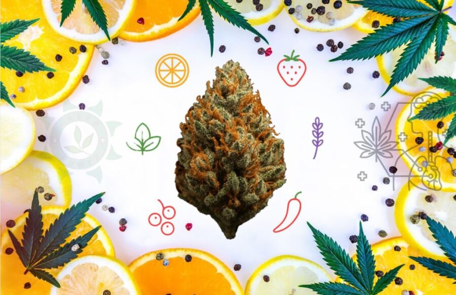 sabor-da-cannabis-gosto-terpeno-terpenada-curar-cura-boveda