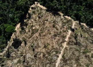 Dezesseis propostas disputam edital do ProFloresta+ para restauração da Amazônia