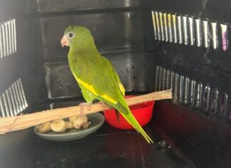 Ipaam resgatou 389 animais silvestres em Manaus ao longo em 2025