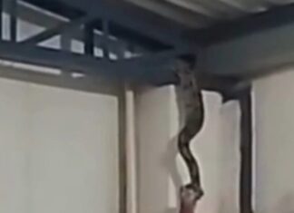 Jiboia é resgatada do telhado de shopping em Manacapuru no Amazonas